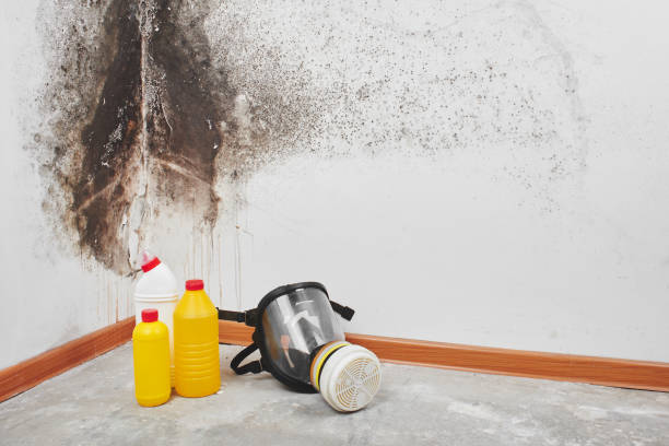 Mold Removal and Inspection in Pottsville, PA