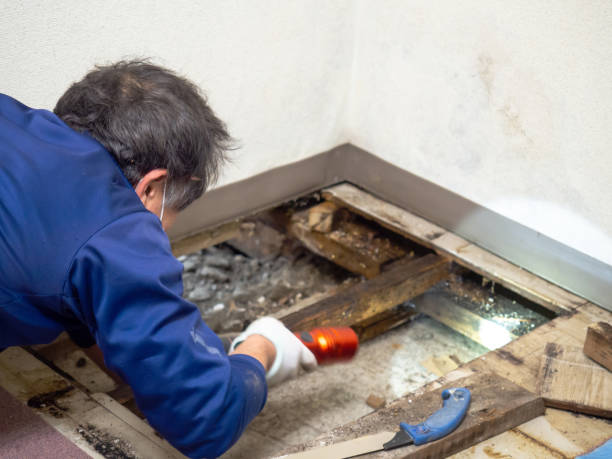 Best Mold Damage Repair  in Pottsville, PA