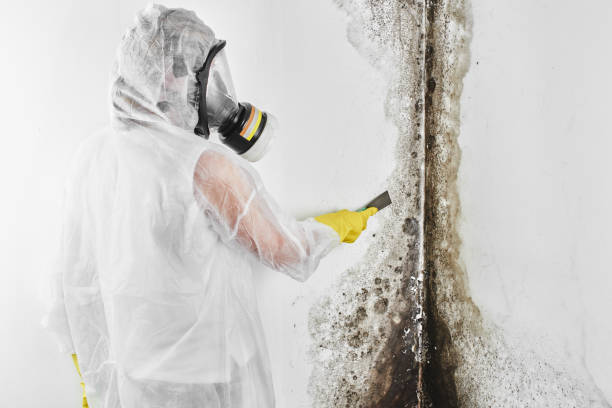 Best Mold Cleaning Services  in Pottsville, PA