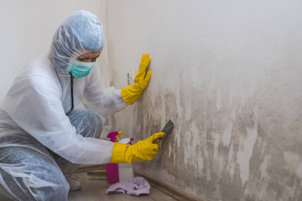 Best Mold Removal Specialists  in Pottsville, PA