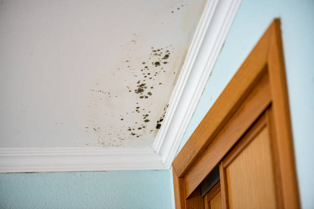 Best Mold Testing  in Pottsville, PA