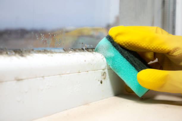 Best Attic Mold Removal  in Pottsville, PA