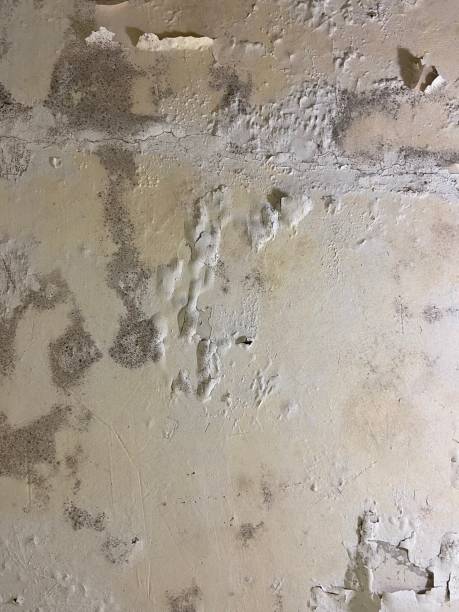 Best Residential Mold Removal  in Pottsville, PA