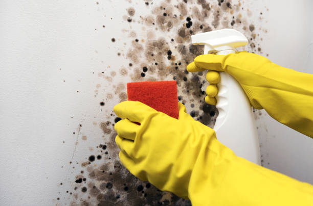 Best Mold Cleaning Services  in Pottsville, PA