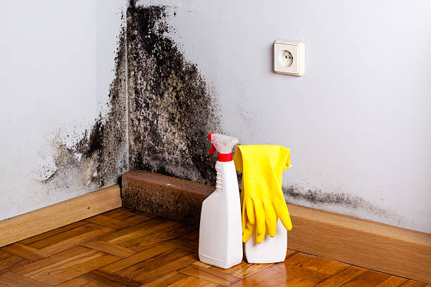 Best Affordable Mold Removal  in Pottsville, PA