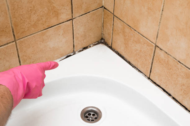 Best Local Mold Removal Service  in Pottsville, PA